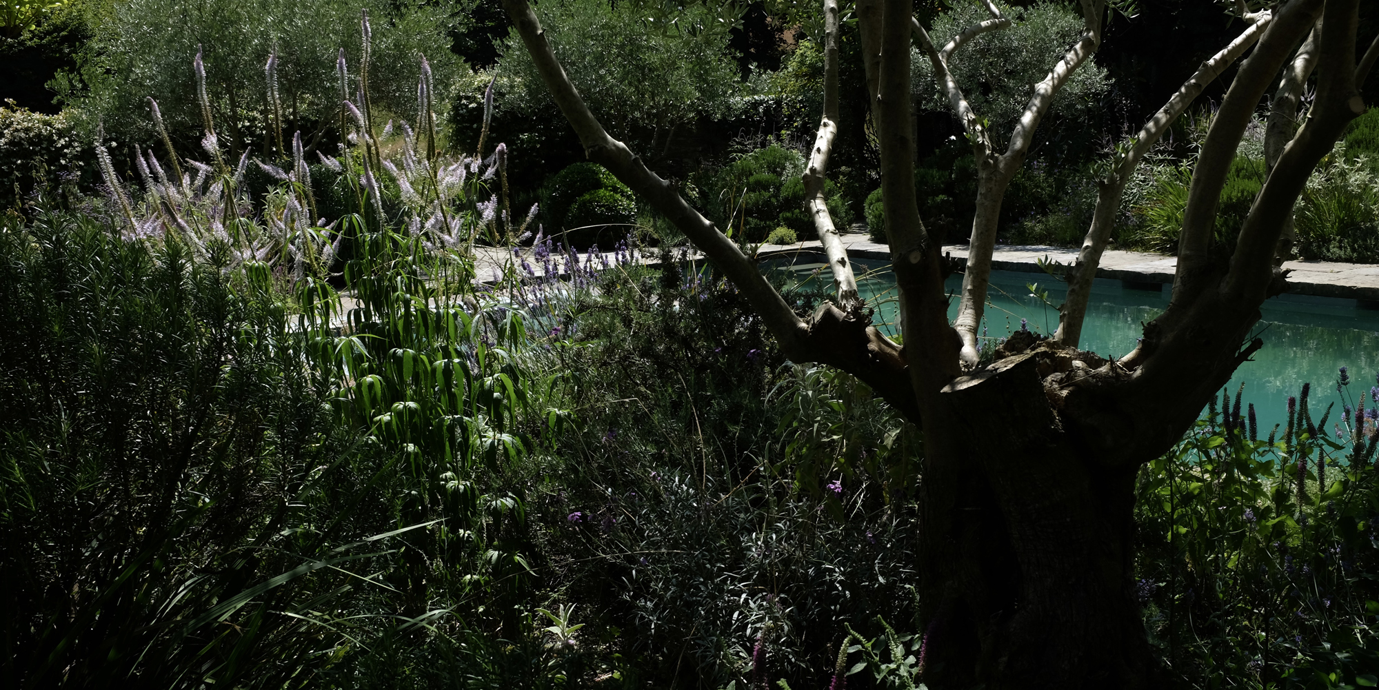 Devon Pool Garden